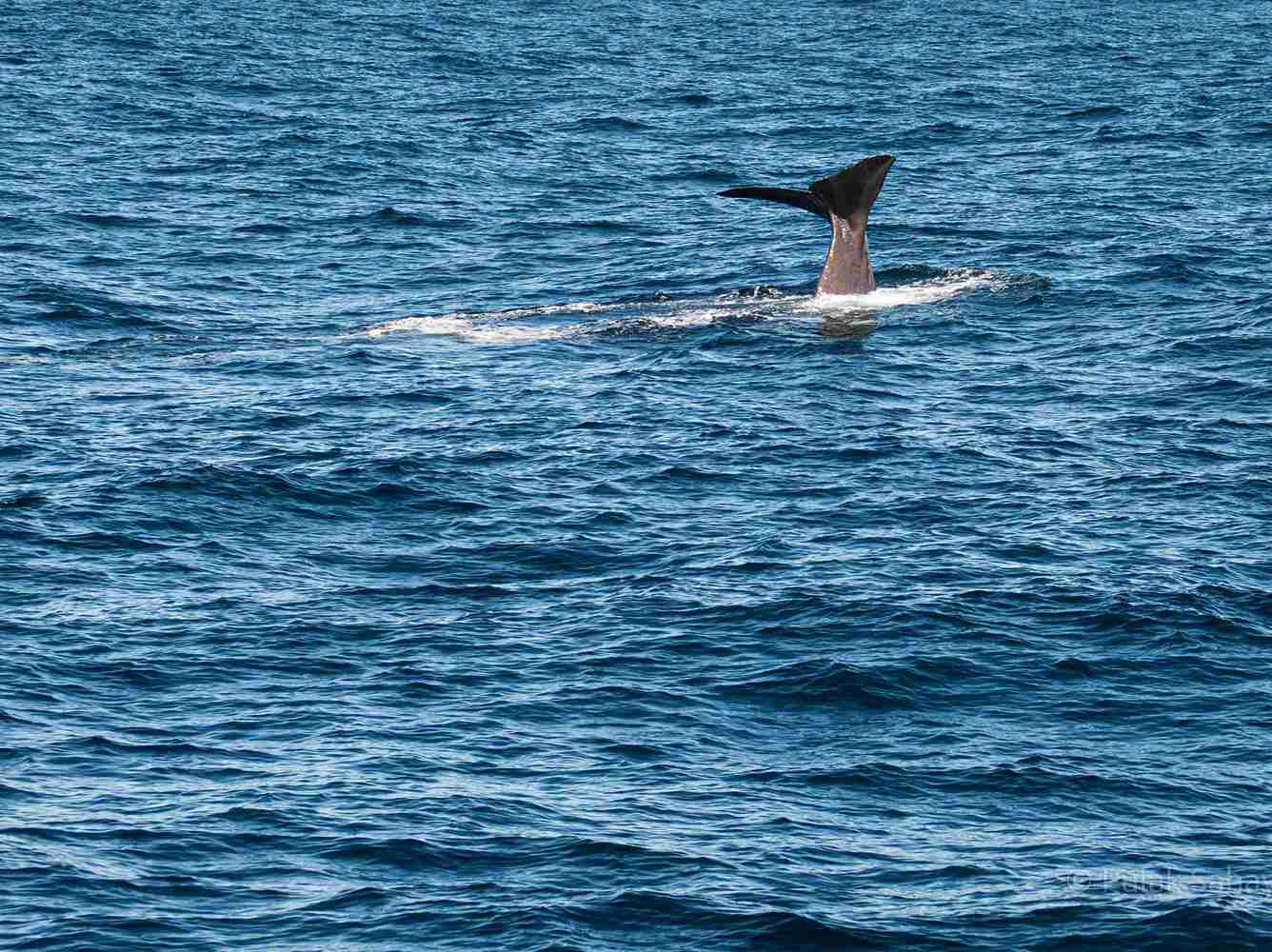 whale fluke diving
